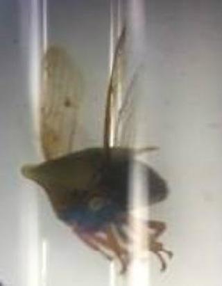La detección del insecto espina, Guayaquila pallescens, es la primera que se reporta para Puerto Rico. / Foto por: Suministrada
