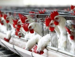 No es la primera vez que surgen denuncias contra las granjas productoras de carne de pollo en China.