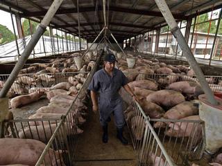Estrictos controles de bioseguridad dan a los porcinocultores Horacio Calero y Néstor Maldonado la confianza que su población de entre 1,200 y 1,300 cerdos no se afectará con el virus de la diarrea epidémica porcina (PED, en inglés). / Foto por: El Nuevo Dia