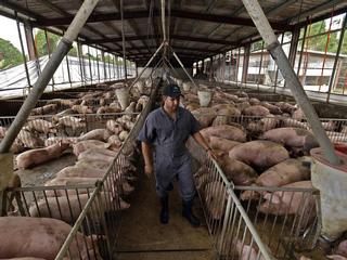 Estrictos controles de bioseguridad dan a los porcinocultores Horacio Calero y Néstor Maldonado la confianza que su población de entre 1,200 y 1,300 cerdos no se afectará con el virus de la diarrea epidémica porcina (PED, en inglés). / Foto por: El Nuevo Dia